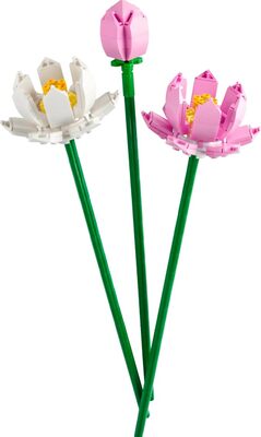 Lotusblumen bei Amazon bestellen