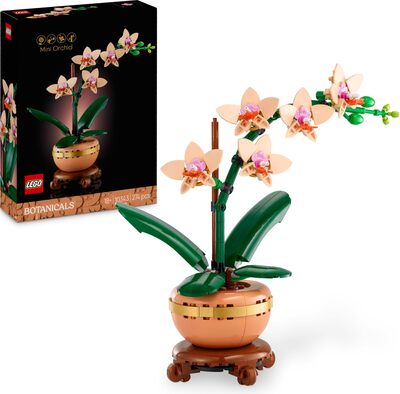 Mini-Orchidee bei Amazon bestellen