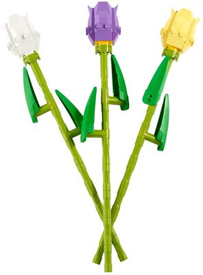 Tulpen (2021er Version) bei Amazon bestellen